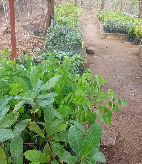 JGI tree nursery