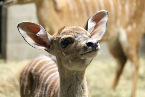 Baby Nyala Calf Wellington Zoo