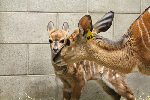 Baby Nyala calf with mum