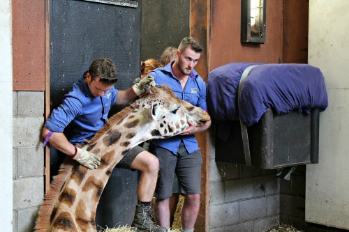 Bobby Stoop Animal Care Team Leader and Jeff Lewis Zoo Keeper supporting Tisas neck and head as she wakes up