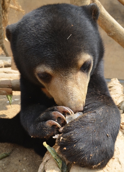 Mary the Sun Bear