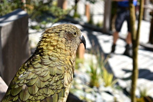 Kea enjoying their new habitat