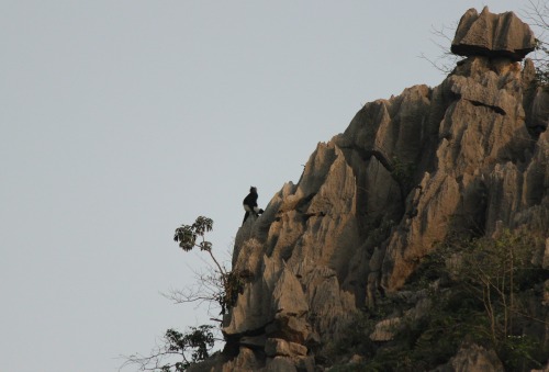 Delacour Langur in the distance