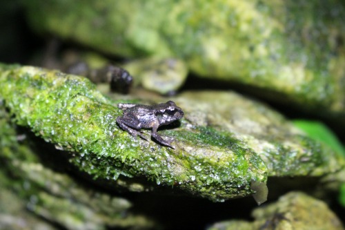 Maud Island Frog on the island