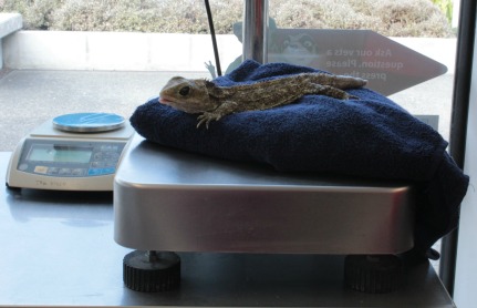 Phoebe the Tuatara on scales 