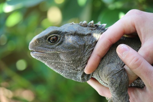 Tuatahi, our oldest Tuatara at the Zoo