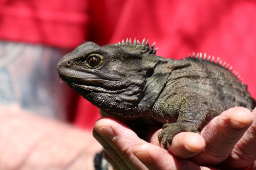 Tuatara on Keepers hand