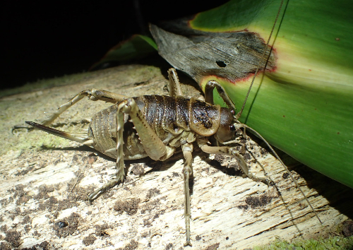 One of the many Wētā we saw