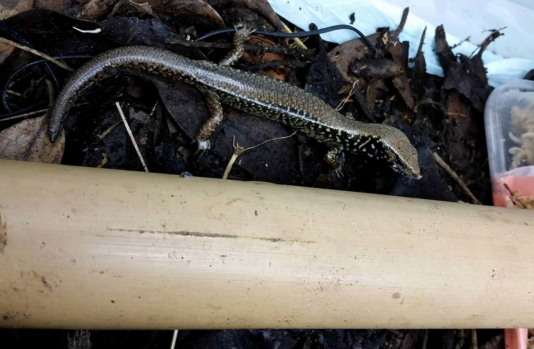 Whitakers Skink at The Nest Te Kohanga