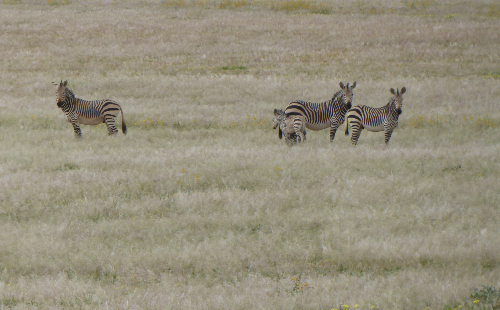 Zebra