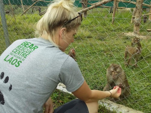 The macaques receiving some ice block enrichment