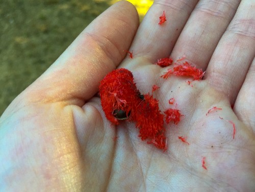 Pinta mono - one of the many fruits that Cotton-Top Tamarins eat