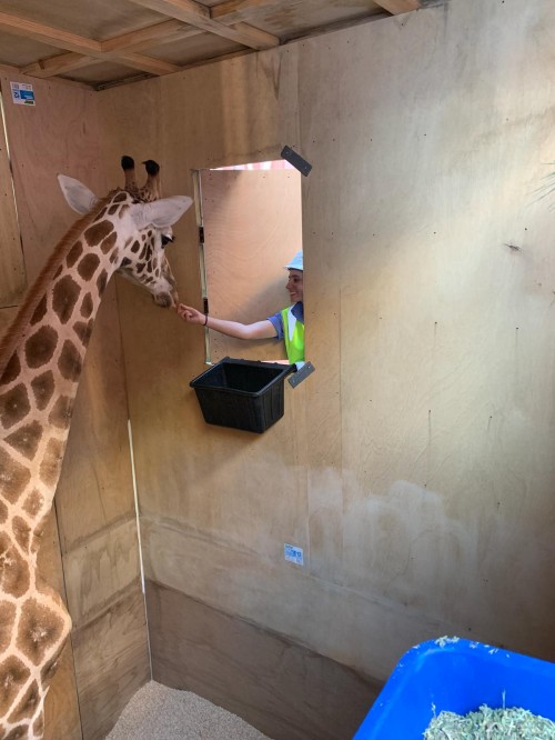 Veterinarian Emily Kay checks on Sunny during the move