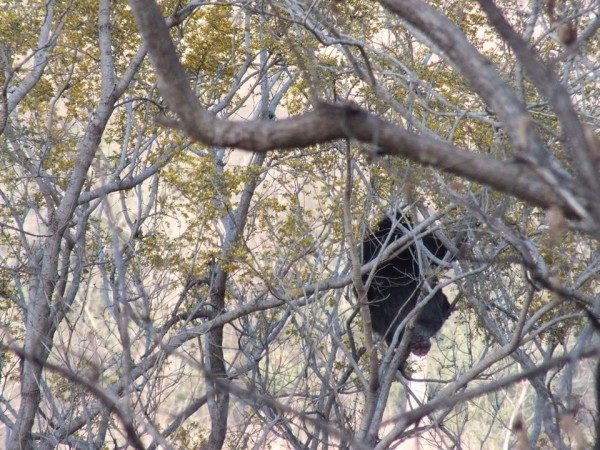 Wild Chimps Senegal