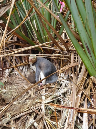 Penguin with its chick