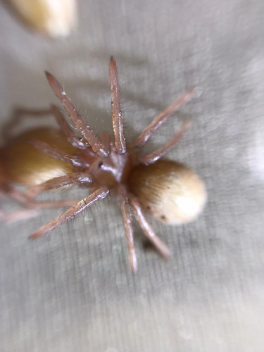 Goliath spiderling close up