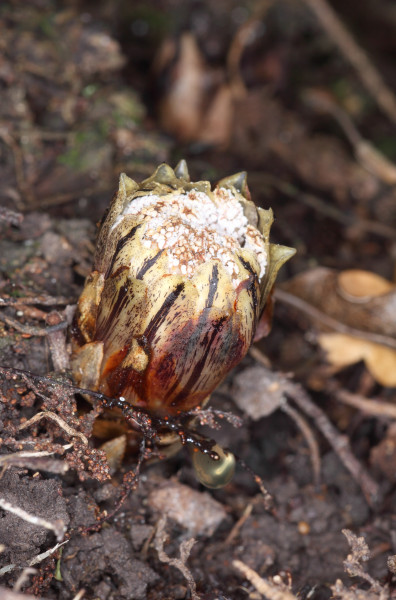 Dactylanthus taylorii