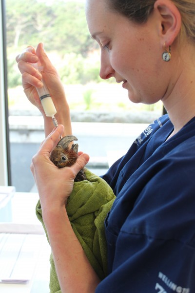 Veterinarian Baukje Lenting treats a Kākā with a sinus infection