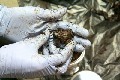 Maud Island Frog health check at Wellington Zoo