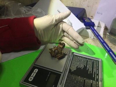 Maud Island Frog being weighed