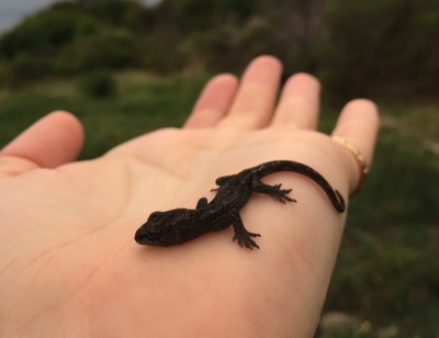 Anna spotted plenty of wildlife in her spare time while on Maud Island