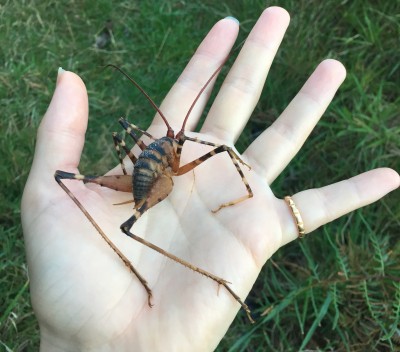 Cave Wētā