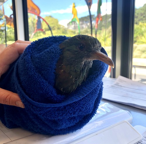 Baby Kererū