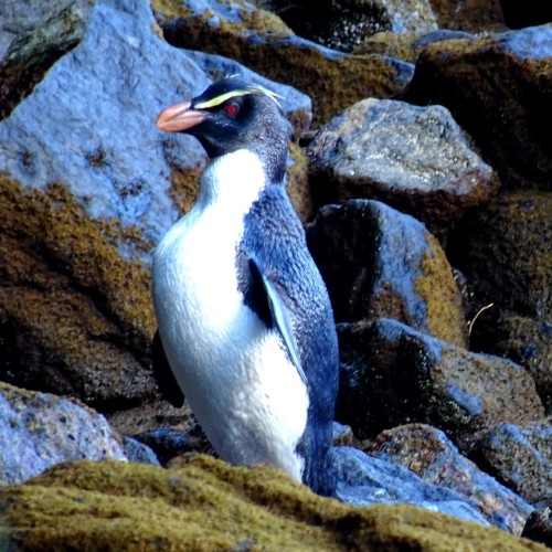 Tawaki on the rocks