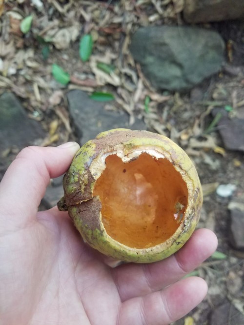 Well-eaten food by a Chimp