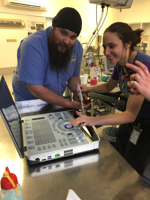 Vet Emily doing an ultrasound on a tarantula