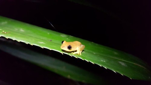 Tiny frog spotted during an evening survey