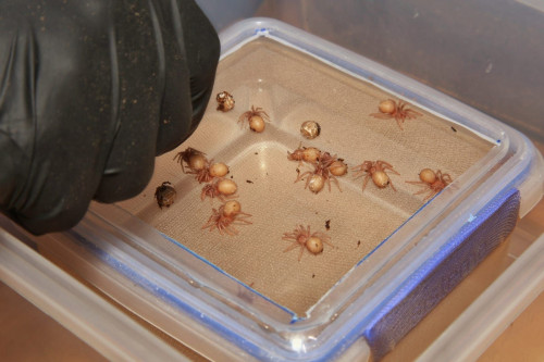 Baby Tarantulas 