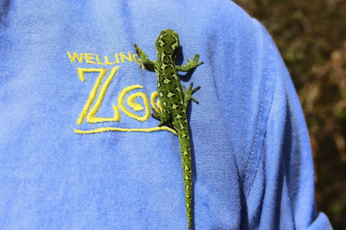 Jewelled Gecko