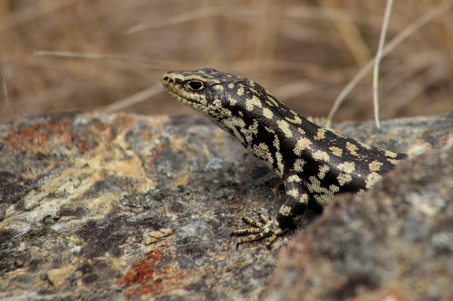 Otago Skink