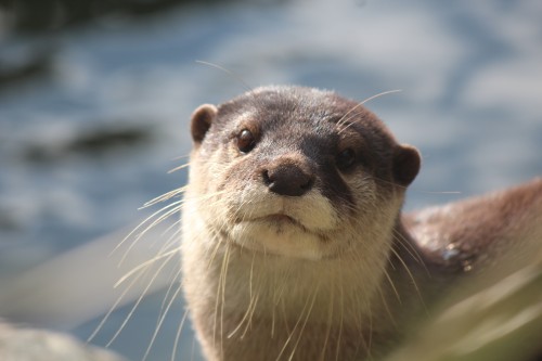 Otter at Wellington Zoo