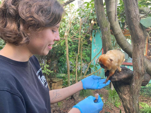 Student feeding a Golden Lion Tamarin