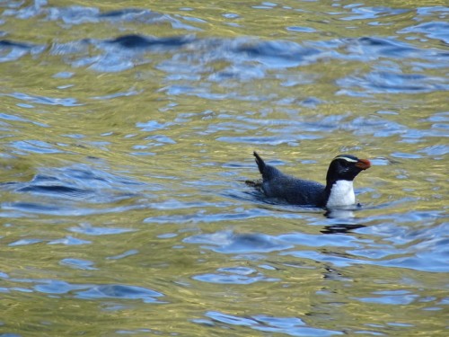 Wild Tawaki Penguin