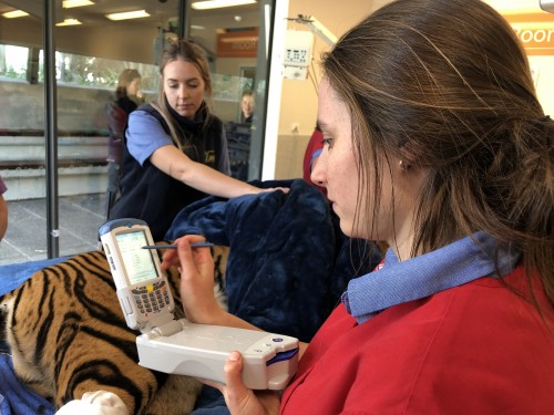 Vet Emily analyses Senja the tiger's blood using the blood gas analyser 