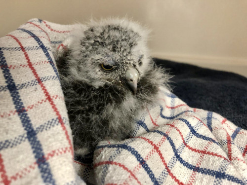 This Baby Ruru is currently in our care at The Nest Te Kōhanga