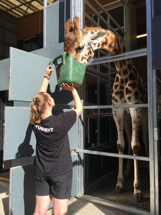 Student feeding a Giraffe