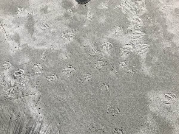 Penguin tracks