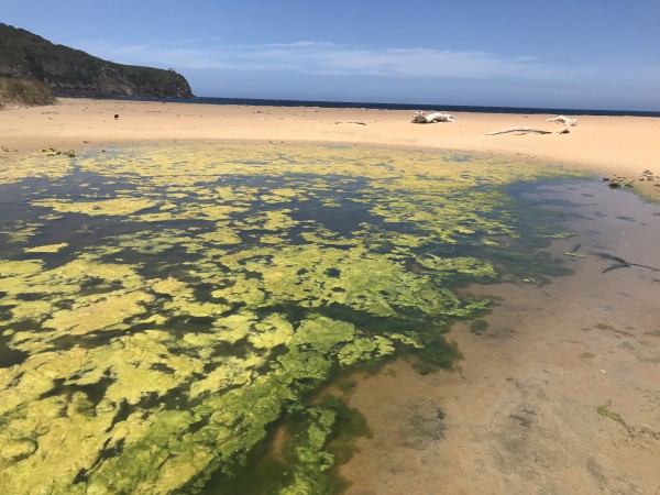 Stagnant water we tested for mosquitos