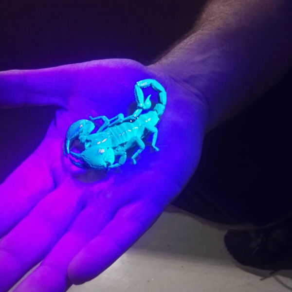 Glowing Scorpion