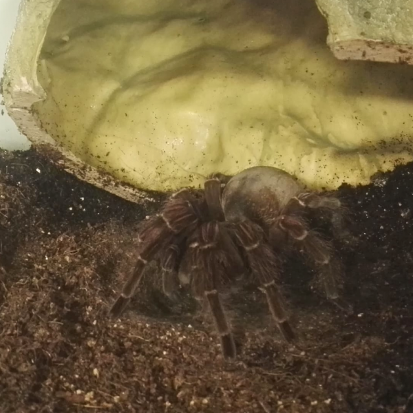 Goliath Tarantula