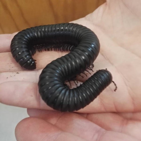 Millipede