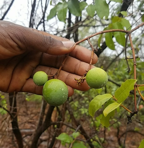 Babool - a plant that Chimps eat