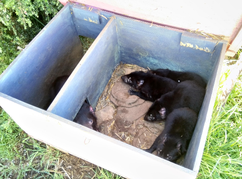 Tasmanian Devil mother and her four imps!