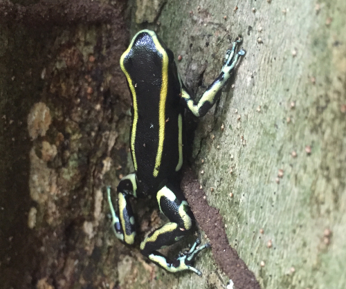 poison dart frog