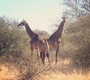 wild giraffe resize